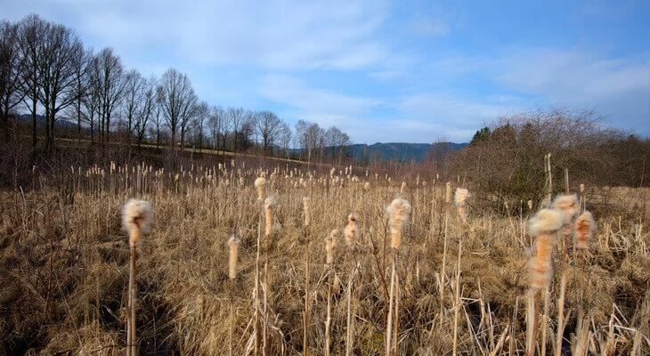 In feuchten Mulden des Waldviertels kommen Großseggenrieder mit Rohrkolben vor.