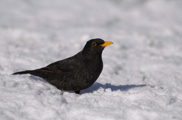 Amsel c BirdLife