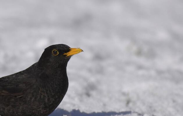 Amsel c BirdLife