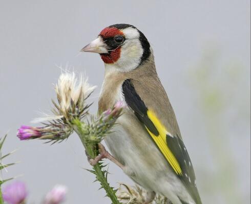 Stieglitz c Michael Dvorak BirdLife