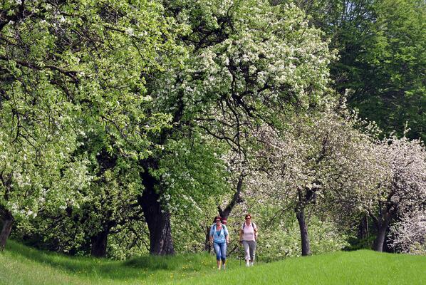 Hirschbirnenblüte, WANDERER