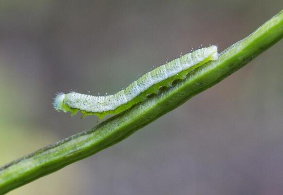 aurorafalter raupe