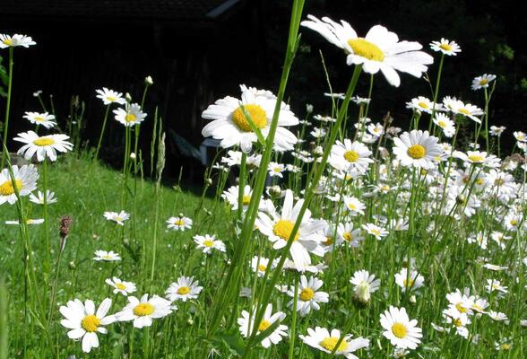 Schmetterlingsraupen auf Margeritenwiese