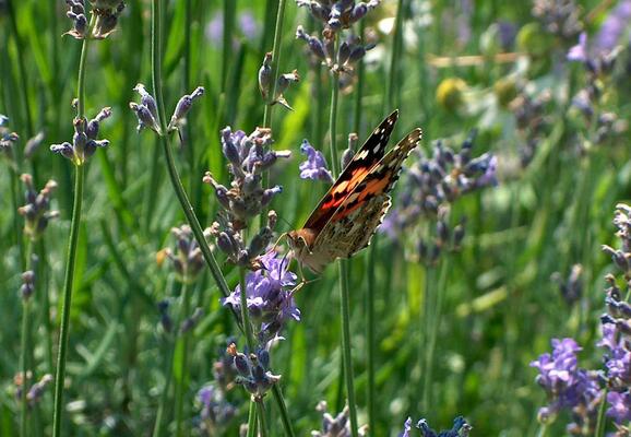 Lavendel für Schmetterlinge und ihre Raupen