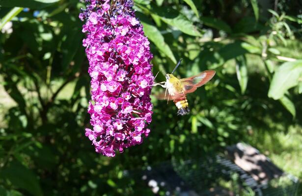 Taubenschwänzchen auf Buddleja