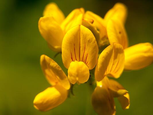 Wiesenblume Gewöhnlicher Hornklee