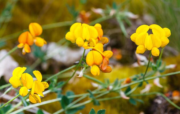 Wiesenblume Gewöhnlicher Hornklee