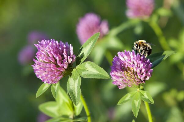 Wiesenblume Rotklee