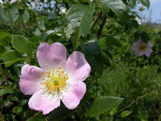 Hunds-Rose.