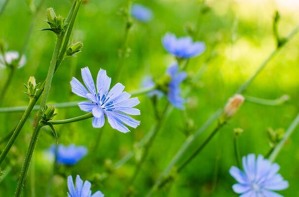 Herbstblumen Wegwarte