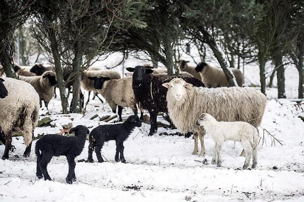 Schafherde im Schnee