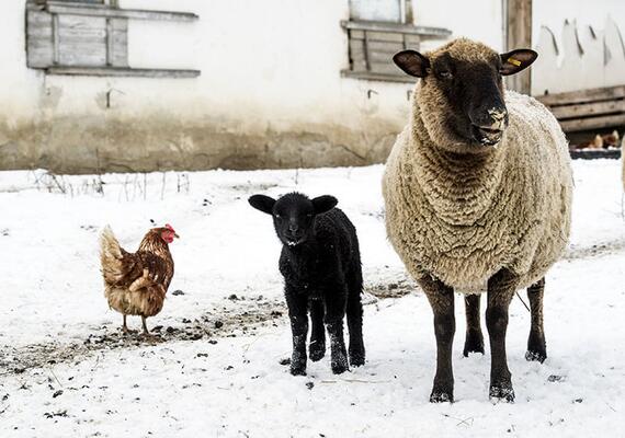 Huhn, Lamm und Schaf im Schnee