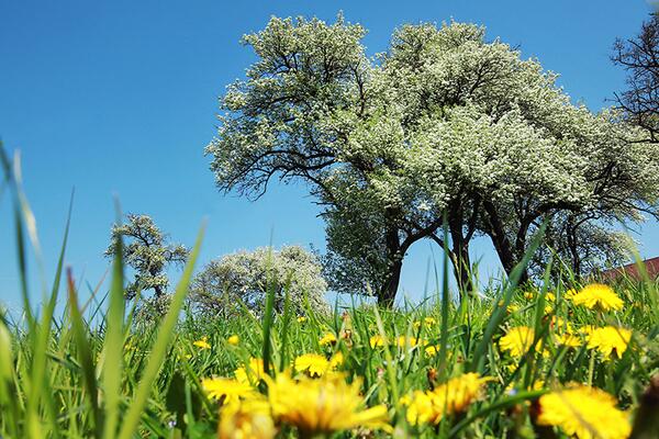 Blumenwiese