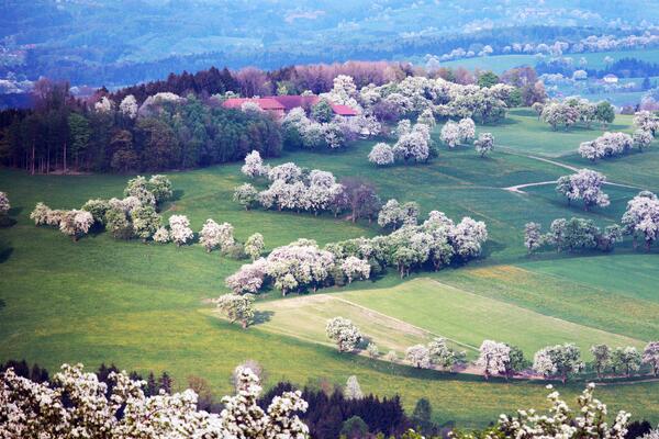 Birne Frühling Moststrasse