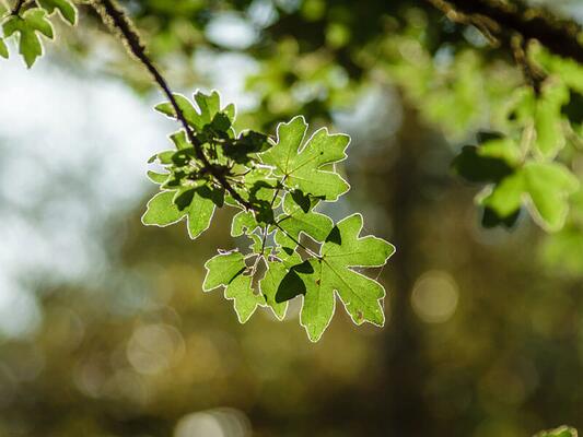 Laubbaeume Feldahorn acer campestre