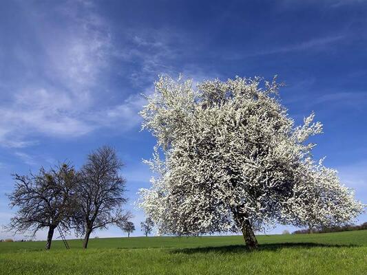 Laubbaeume Wildkirsche Prunus avium