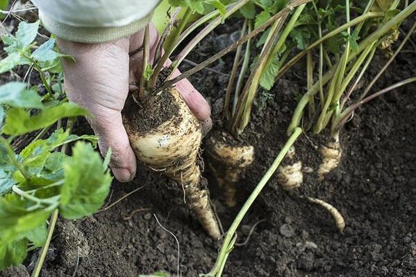 Pastinak-Wurzeln bei der händischen Ernte