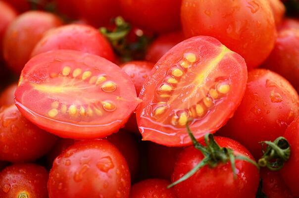 halbierte Tomaten, Samengewinnung bei Tomate