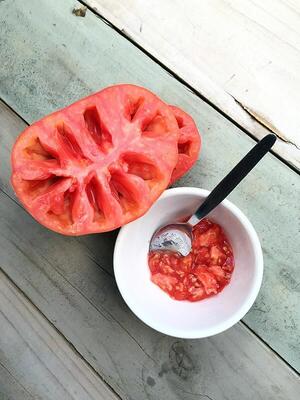 Samengewinnung bei Tomate, Paradeiser