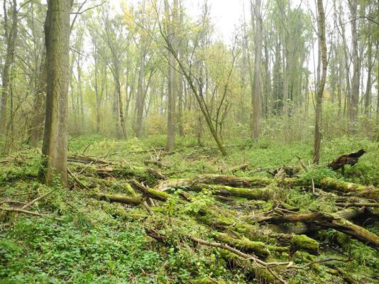 Wald