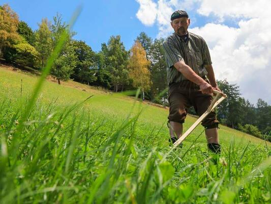 Gras wird durch Sense gemäht