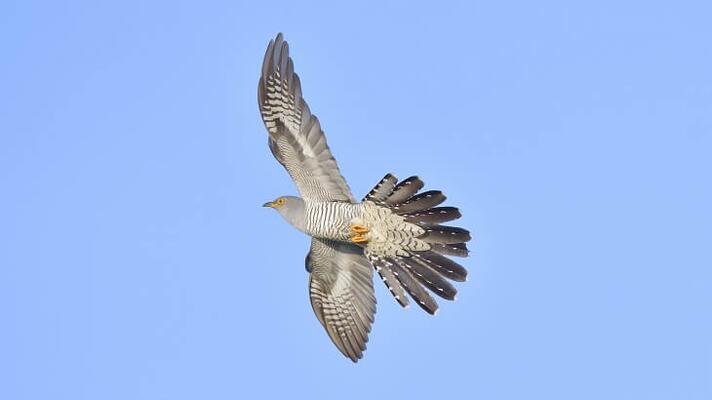Kuckuck im Flug, fliegender Kuckuck