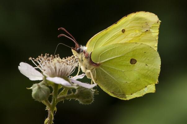 Zitronenfalter als Blütenbesucher auf einer Brombeerblüte