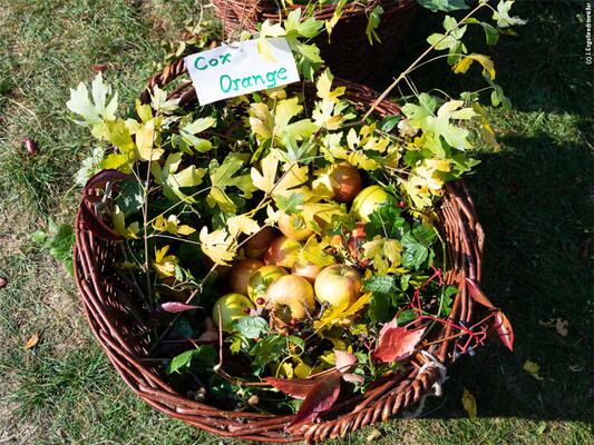 Obstkorb