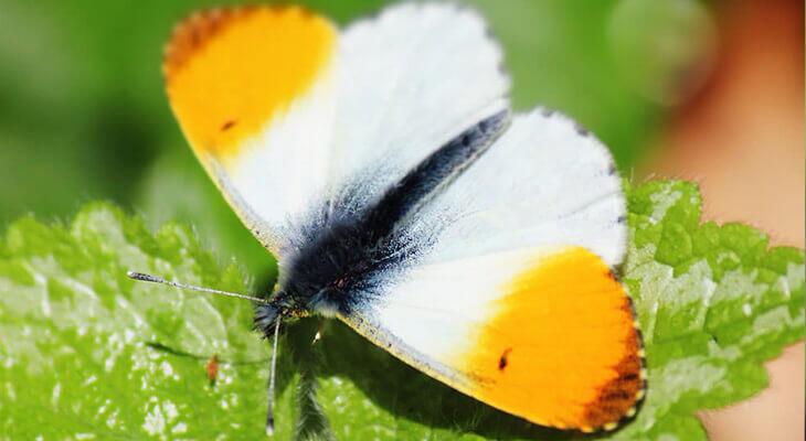 Aurorafalter von Schmetterlingsapp Nutzer Gerold P.