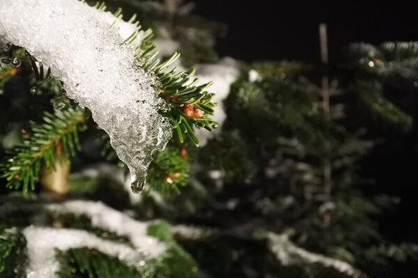 Christbaum