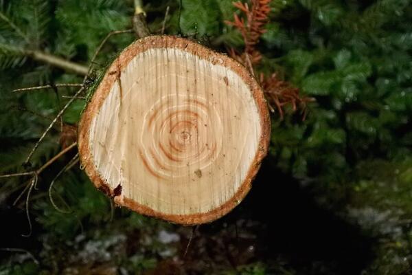 Christbaum