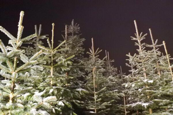 Christbaum