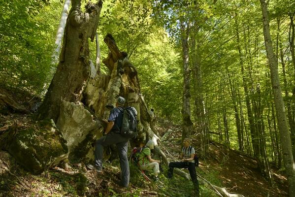 Wald