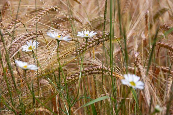 Acker, Getreide mit Margeritenblüten