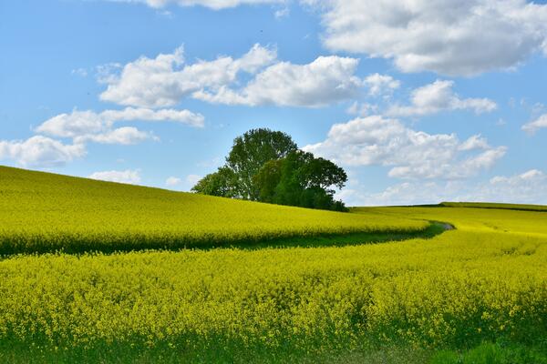 Acker, blühendes Rapsfeld
