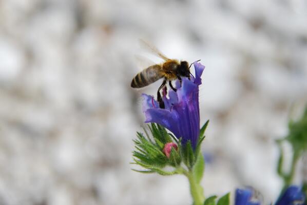 Nahaufnahme einer Biene auf einer Blume