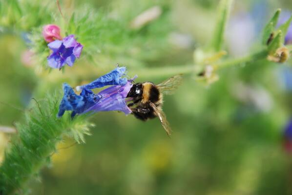 Nahaufnahme einer Hummel auf einer Blume