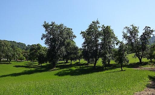 Die schönste Streuobstwiese Österreichs