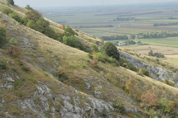 Felstrockenrasen am Hundsheimer Kogel