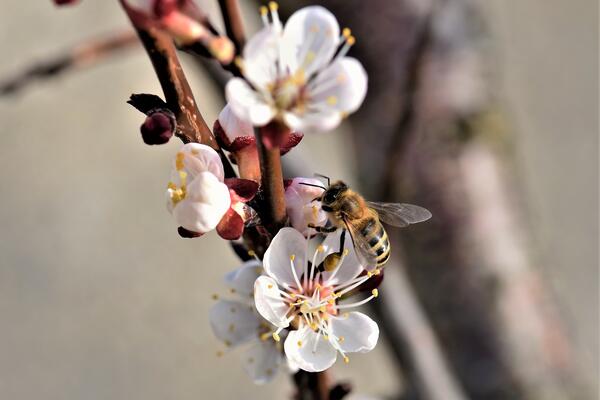 Marillenblüten ziehen zahlreiche Bestäuber wie die Honigbiene an