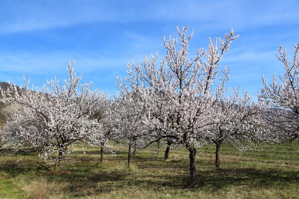 Die Wachau ist zur Marillenblüte ein beliebtes Ausflugsziel