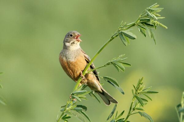 Ortolan Vogel