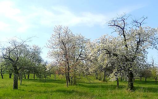 Streuobstwiese im Stoober Biri, Burgenland