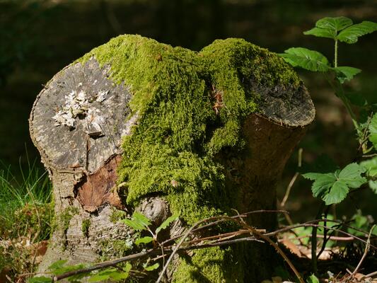 auch Moose besiedeln abgestorbene Baumstümpfe