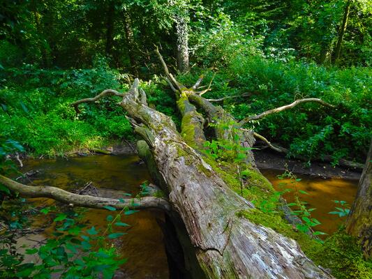 Totholz und umgestürzte Baumriesen sind die Basis für eine hohe Artenvielfalt im Wald