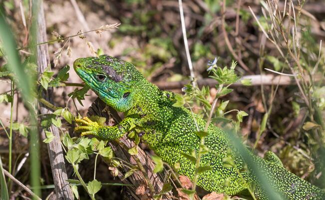 Smaragdeidechsen nutzen Strukturen wie Trockensteinmauern zur Jagd und für ein Sonnenbad