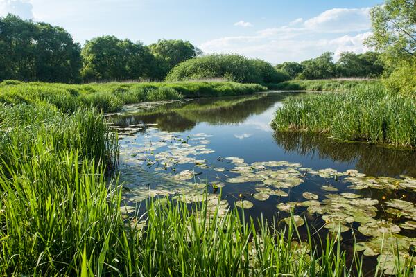 Flusslandschaft, artenreiche Feuchtwiesen und Überschwemmungswiesen in Gmünd