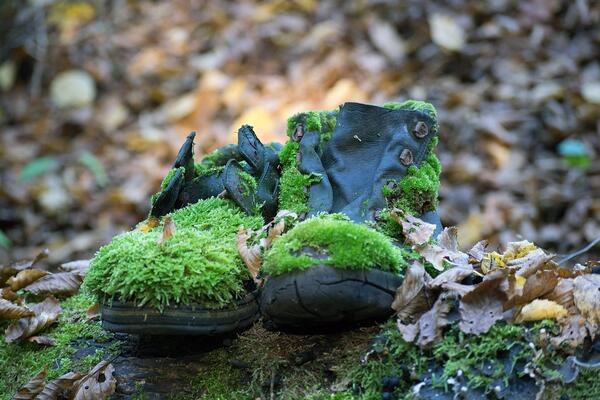 Alte Schuhe mit Moos