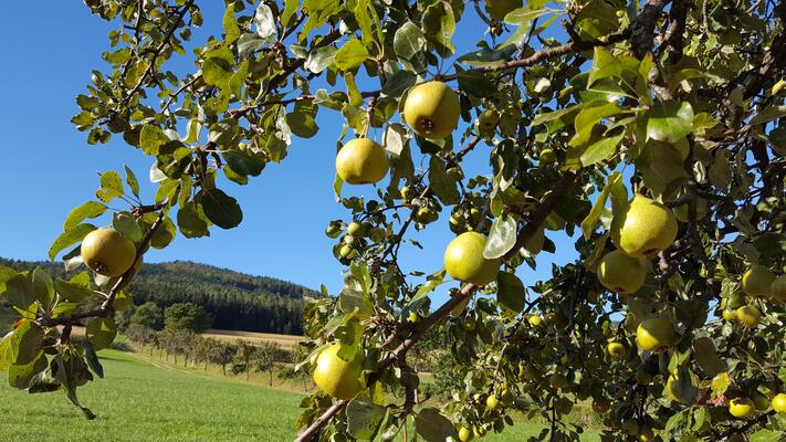 Hirschbirnen am Baum, im Naturpark Pöllauertal