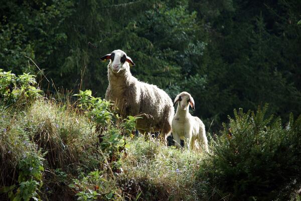 Urlaub am Bauernhof mit Schafbeweidung - Kärtner Brillenschafe